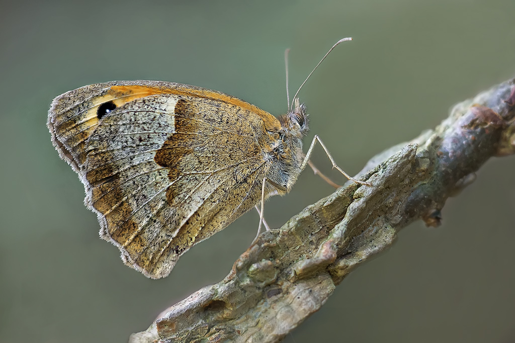 Coenonympha pamphilus ?